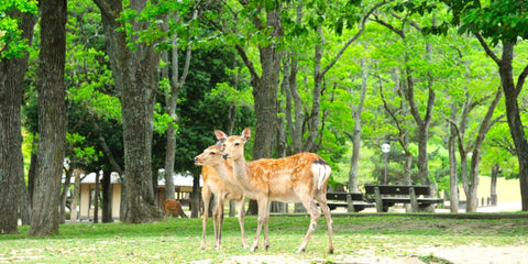 奈良県の布団レンタルならKASI FUTON