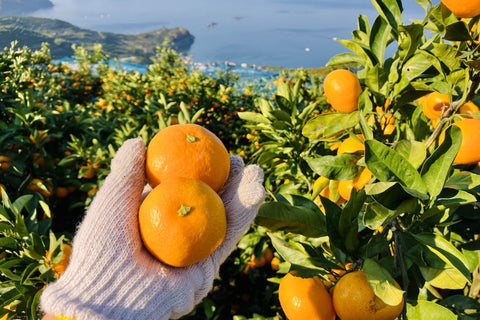 愛媛県で布団レンタルならKASI FUTON｜西条市・四国中央市・宇和島市・大洲市・西予市...